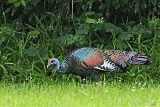 Ocellated Turkeyborder=